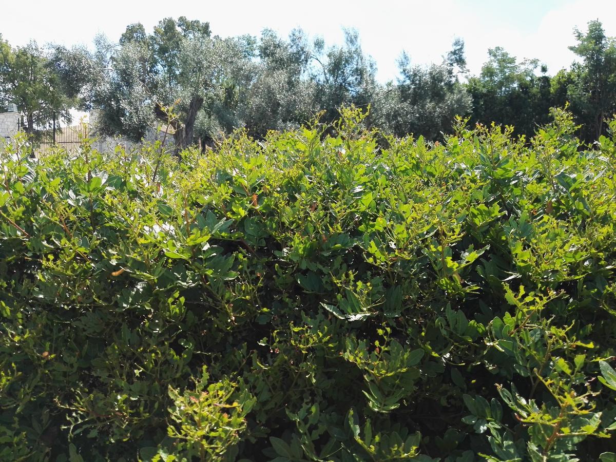 Casale Farnesiana B&B Tarquinia Esterno foto